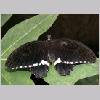 Papilio polytes - Suedostasien-Indien - emmen-nl m02.jpg